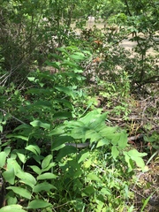 Polygonatum biflorum commutatum