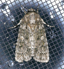 Acronicta afflicta