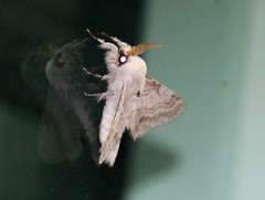 Apotolype brevicrista