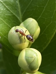 Camponotus inaequalis