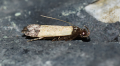 Anacampsis coverdalella