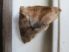 Bastilla hamatilis
