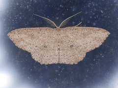 Cyclophora myrtaria