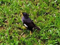 Acridotheres javanicus