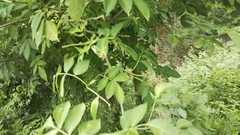 Sambucus sieboldiana