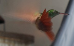 Saucerottia beryllina