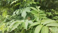 Sambucus sieboldiana