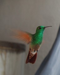 Saucerottia beryllina