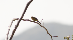 Empidonax occidentalis