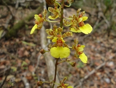 Trichocentrum ascendens