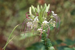 Cleome spinosa