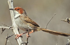 Malcorus pectoralis ocularius