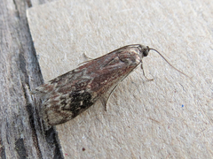 Euzophera semifuneralis