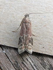 Euzophera semifuneralis