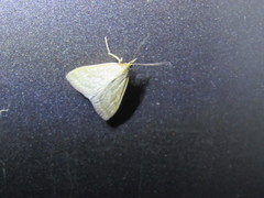 Protodeltote albidula