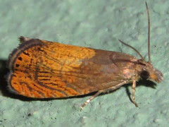 Dichrorampha bittana