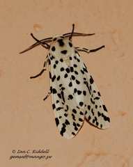 Alpenus