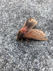Oxycanus hamatus