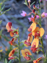 Bossiaea scolopendria