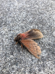 Oxycanus hamatus