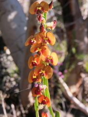 Bossiaea scolopendria