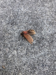 Oxycanus hamatus