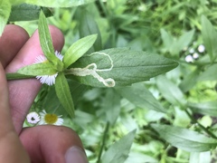 Phytomyza albiceps group