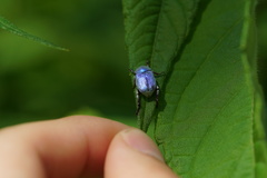 Hoplia coerulea