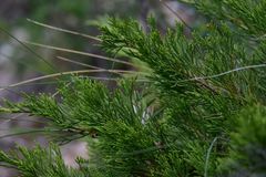 Juniperus pseudosabina