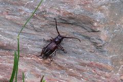 Eodorcadion carinatum