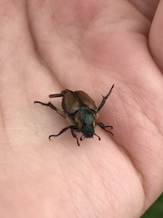 Strigoderma arbicola