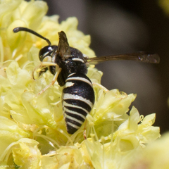 Stenodynerus blandus