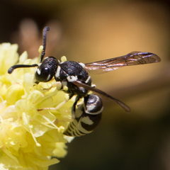 Stenodynerus blandus