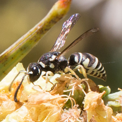Stenodynerus blandus