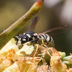 Stenodynerus blandus