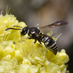 Stenodynerus blandus