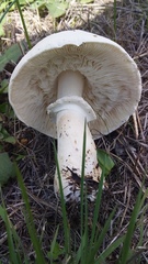 Leucoagaricus naucinus