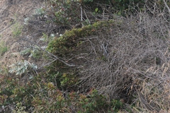 Quercus × macdonaldii