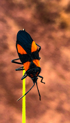 Oncopeltus orourkeae