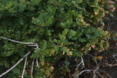 Quercus × macdonaldii