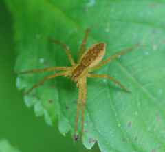 Dolomedes sulfureus