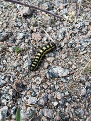 Hemileuca nevadensis