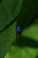 Hoplia coerulea