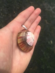 Semele rubropicta