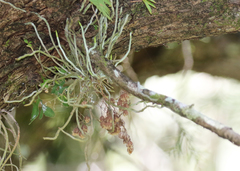 Dendrophylax porrectus