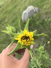 Silphium laciniatum