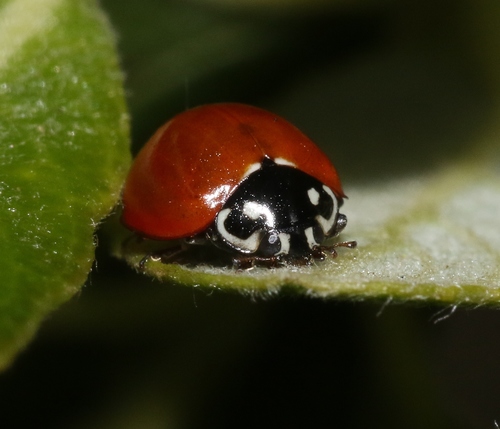 Spotless Lady Beetle, photo 6 of 7