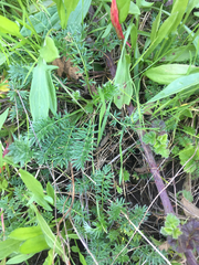 Acaena pinnatifida californica