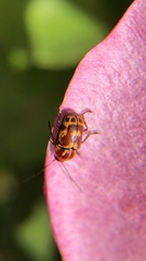 Cryptocephalus castaneus