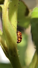 Cryptocephalus castaneus